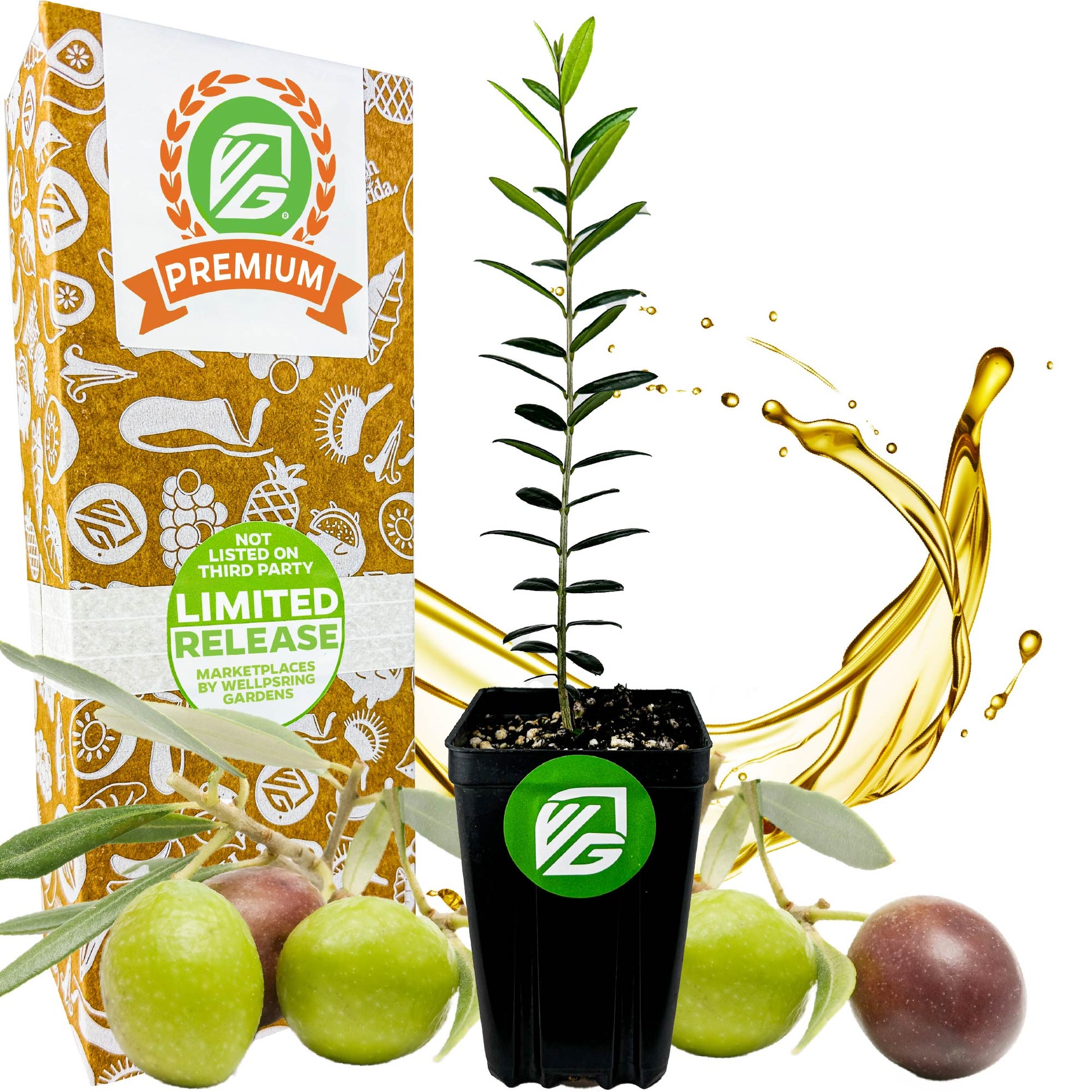 Arbequina Olive Tree - Olea europaea