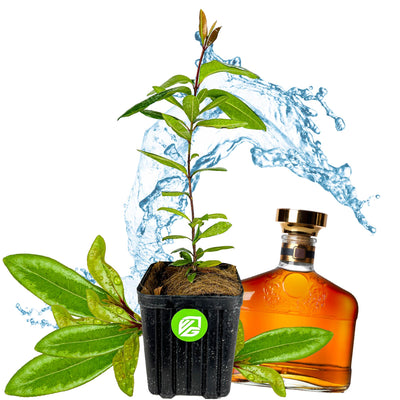 Bay Rum - Pimenta racemosa - (3/4 Gallon Pot)