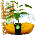 A premium-size Babaco Mountain Papaya (Vasconcellea × heilbornii) tree by Wellspring Gardens in a black pot with green leaves, set before a seedless fruit, decorative box, and blue water splash backdrop.