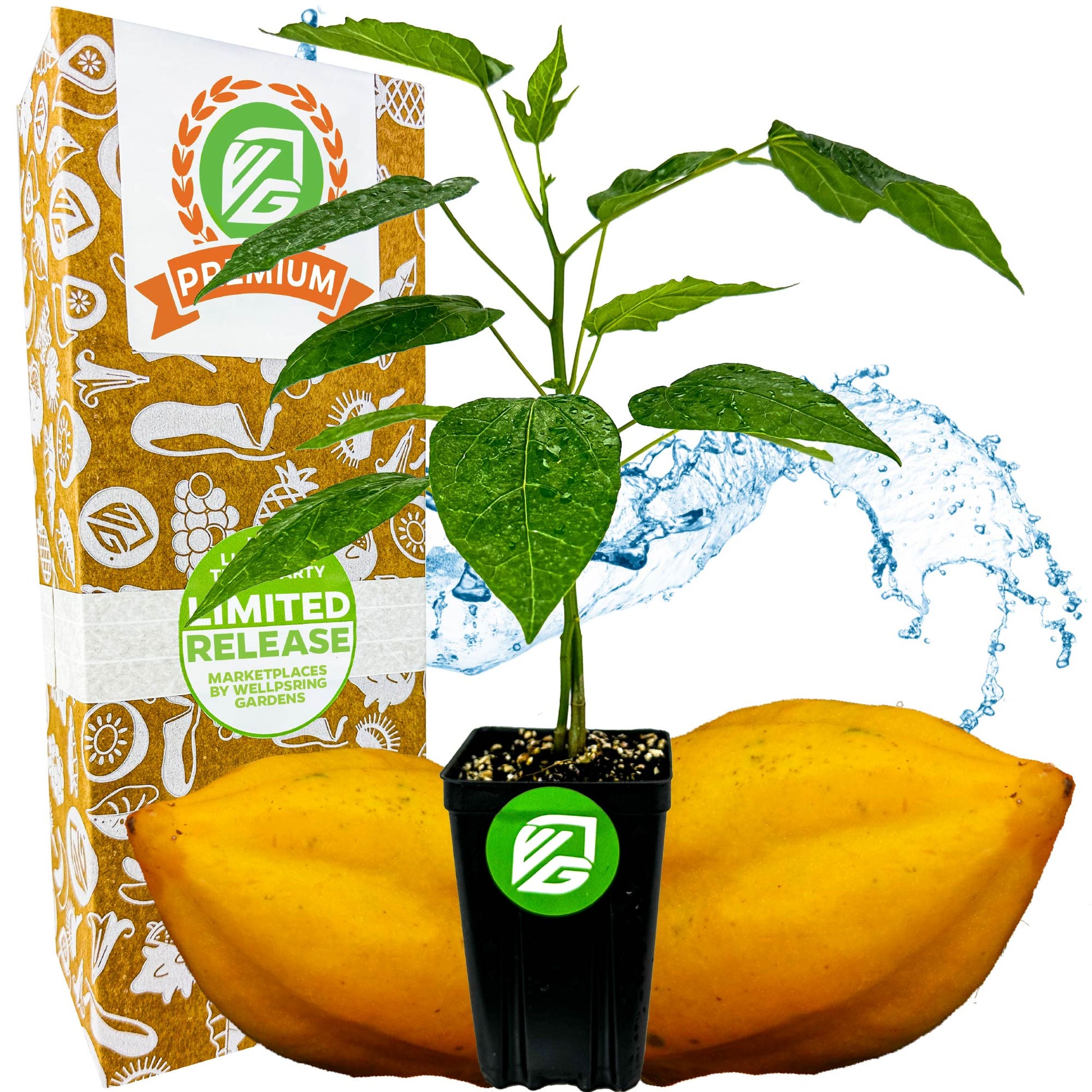 Babaco Mountain Papaya (Premium size) - Vasconcellea × heilbornii