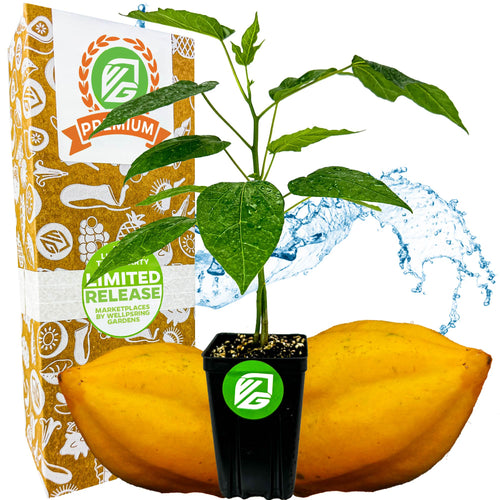 A premium-size Babaco Mountain Papaya (Vasconcellea × heilbornii) tree by Wellspring Gardens in a black pot with green leaves, set before a seedless fruit, decorative box, and blue water splash backdrop.