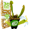 A Wellspring Gardens Barba Green Carnivorous Pitcher Plant (Sarracenia) in a pot marked Easy to Grow and Non-GMO stands before a 30 Day Guarantee box, with vibrant green leaves and water splashing in the background.