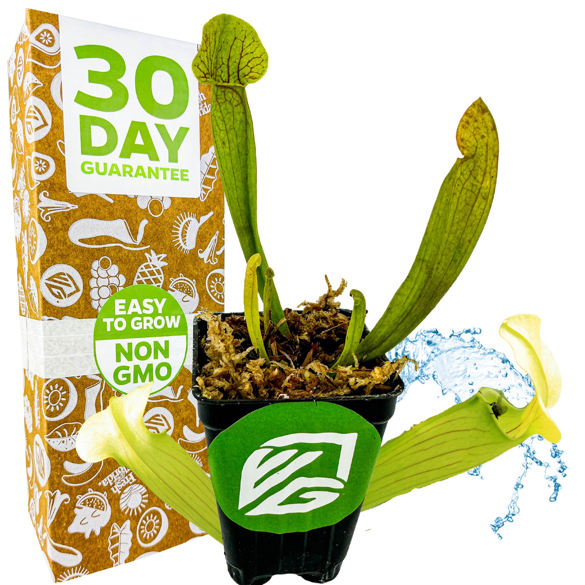 A Wellspring Gardens Barba Green Carnivorous Pitcher Plant (Sarracenia) in a pot marked Easy to Grow and Non-GMO stands before a 30 Day Guarantee box, with vibrant green leaves and water splashing in the background.