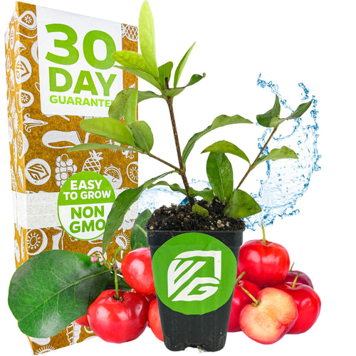 A Barbados Cherry (Acerola/Wild Crapemyrtle) plant by Wellspring Gardens sits in a VG-labeled black pot before ripe cherries, leaves, and water splash. Behind is a box showing 30 Day Guarantee, Easy to Grow, and Non GMO—ideal for containers.
