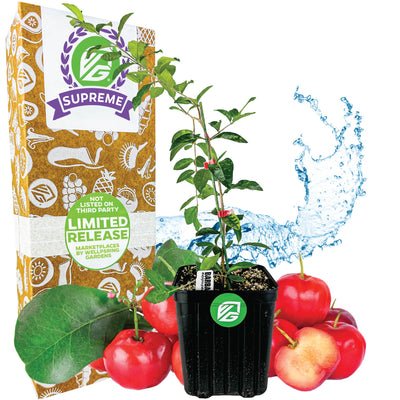 Supreme-sized Barbados Cherry (Acerola/Wild Crapemyrtle) - Malpighia emarginata