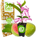 Bright Pink Guava - Psidium guajava