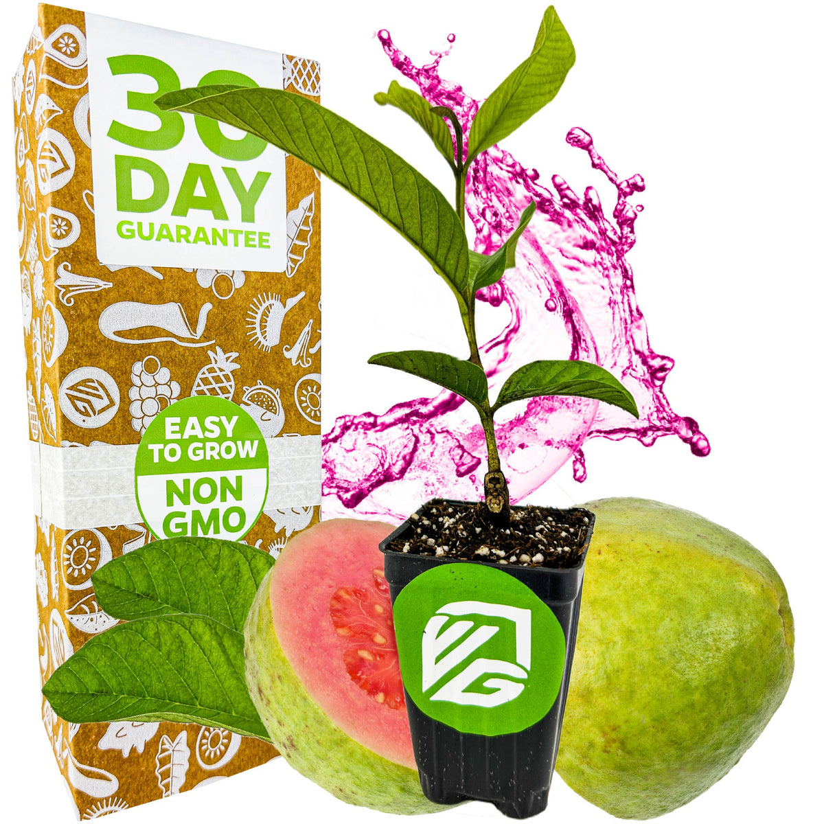 Bright Pink Guava - Psidium guajava