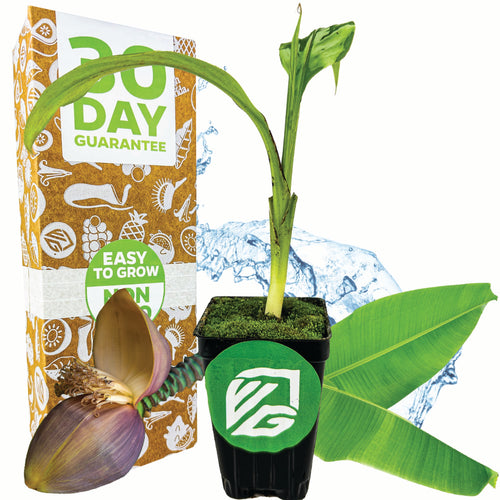 A young Basjoo Banana (Ornamental) - Musa by Wellspring Gardens sits in a black pot with a green label; behind it are a "30 Day Guarantee" box, a peeled banana flower, lush green leaves, and a water splash.