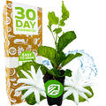 A Wellspring Gardens Belle of India Jasmine (Jasminum sambac 'Belle of India') plant with green leaves and two fragrant white blooms sits by a 30 Day Guarantee box. The pot displays a green NG logo, with a splash of water in the background.