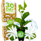 A Wellspring Gardens Belle of India Jasmine (Jasminum sambac 'Belle of India') plant with green leaves and two fragrant white blooms sits by a 30 Day Guarantee box. The pot displays a green NG logo, with a splash of water in the background.