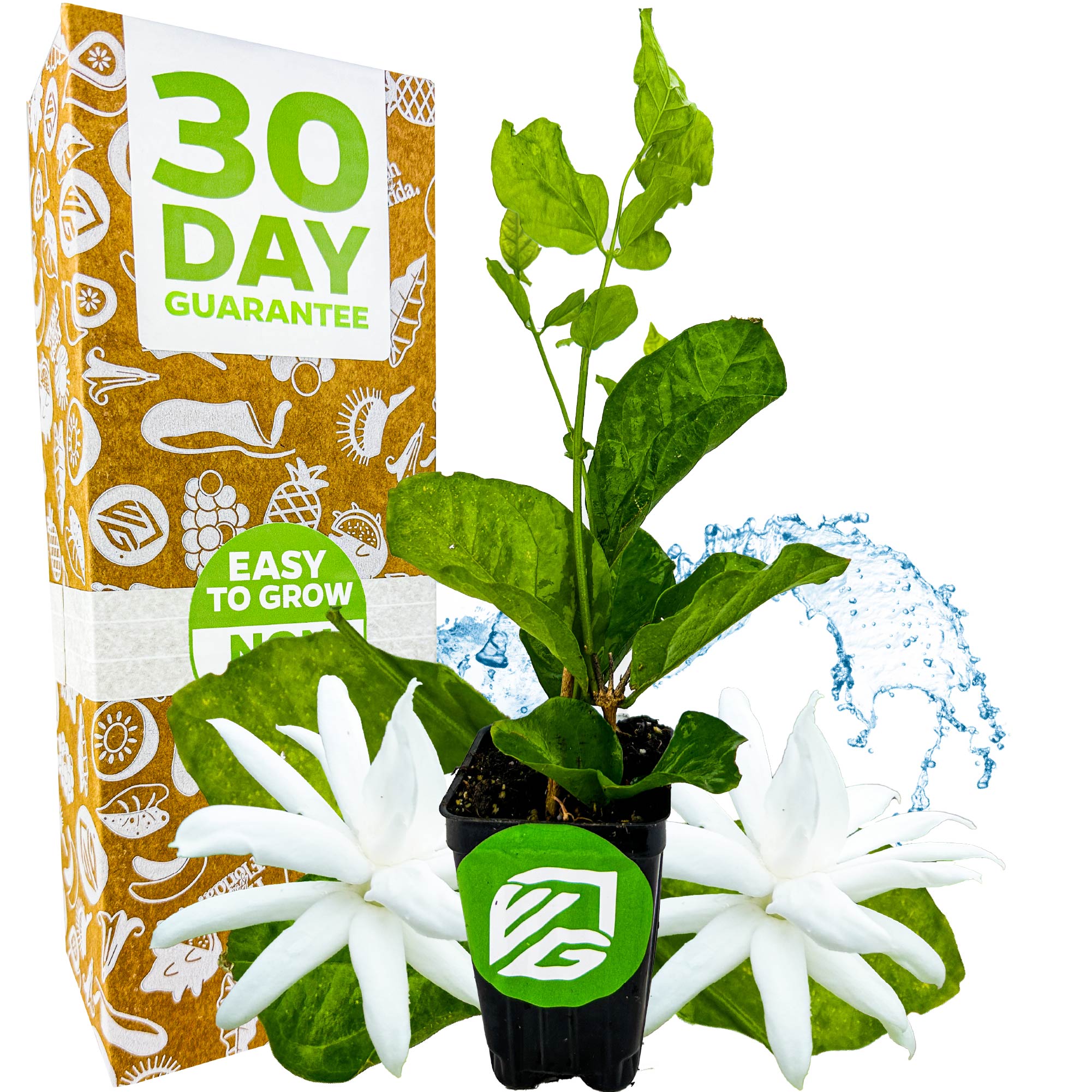 A Wellspring Gardens Belle of India Jasmine (Jasminum sambac 'Belle of India') plant with green leaves and two fragrant white blooms sits by a 30 Day Guarantee box. The pot displays a green NG logo, with a splash of water in the background.