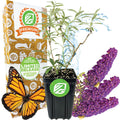 The Wellspring Gardens Black Knight Butterfly Bush (Buddleia davidii) features purple blooms, a monarch butterfly, a decorative “Premium Limited Release” box, and a water splash in the background.