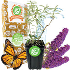 The Wellspring Gardens Black Knight Butterfly Bush (Buddleia davidii) features purple blooms, a monarch butterfly, a decorative “Premium Limited Release” box, and a water splash in the background.