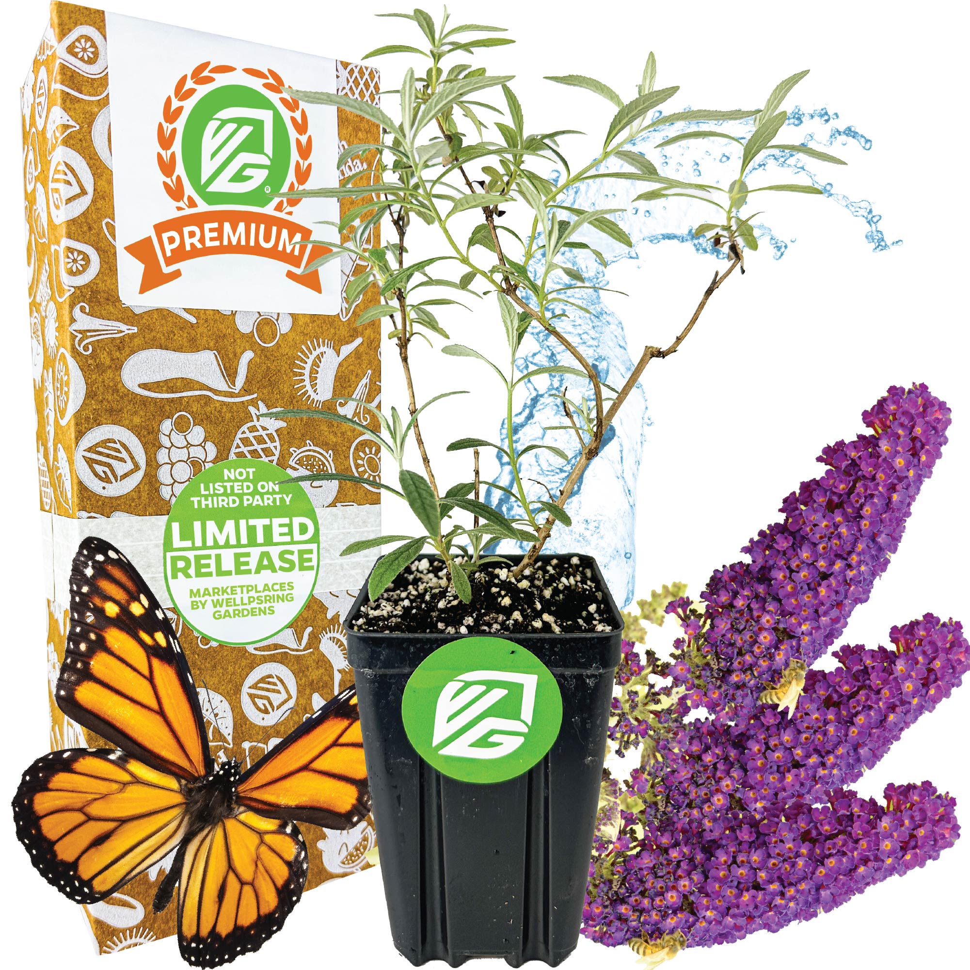 The Wellspring Gardens Black Knight Butterfly Bush (Buddleia davidii) features purple blooms, a monarch butterfly, a decorative “Premium Limited Release” box, and a water splash in the background.