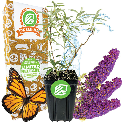 The Wellspring Gardens Black Knight Butterfly Bush (Buddleia davidii) features purple blooms, a monarch butterfly, a decorative “Premium Limited Release” box, and a water splash in the background.