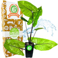 Black Stem Elephant Ear - Alocasia macrorrhiza