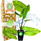 Black Stem Elephant Ear - Alocasia macrorrhiza