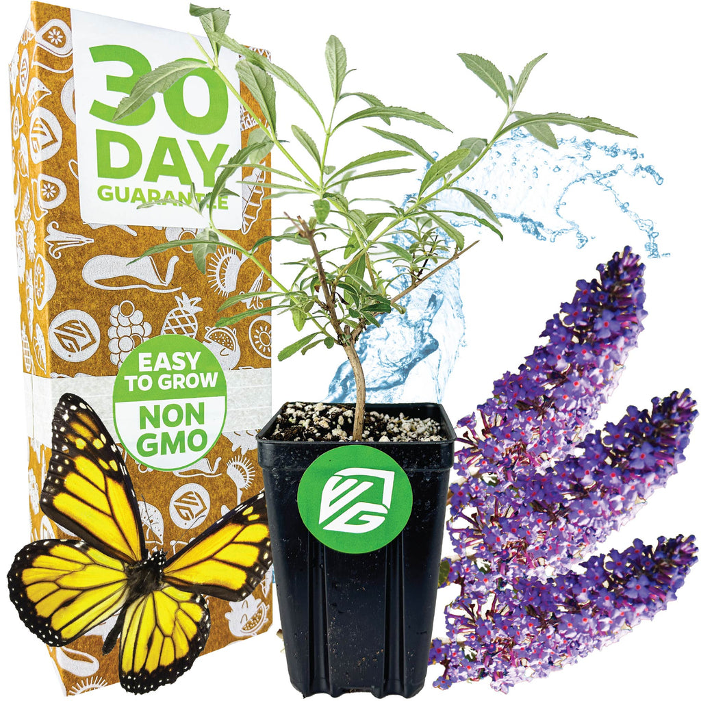 Nanho Blue Butterfly Bush - Buddleia davidii