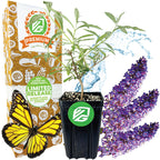The Wellspring Gardens Nanho Blue Butterfly Bush (Buddleia davidii) is shown with its purple flowers beside a potted green plant, a yellow monarch butterfly, and a decorative box, with water splashes in the background.
