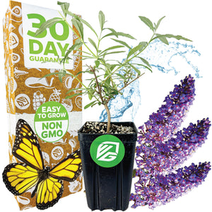 Nanho Blue Butterfly Bush - Buddleia davidii