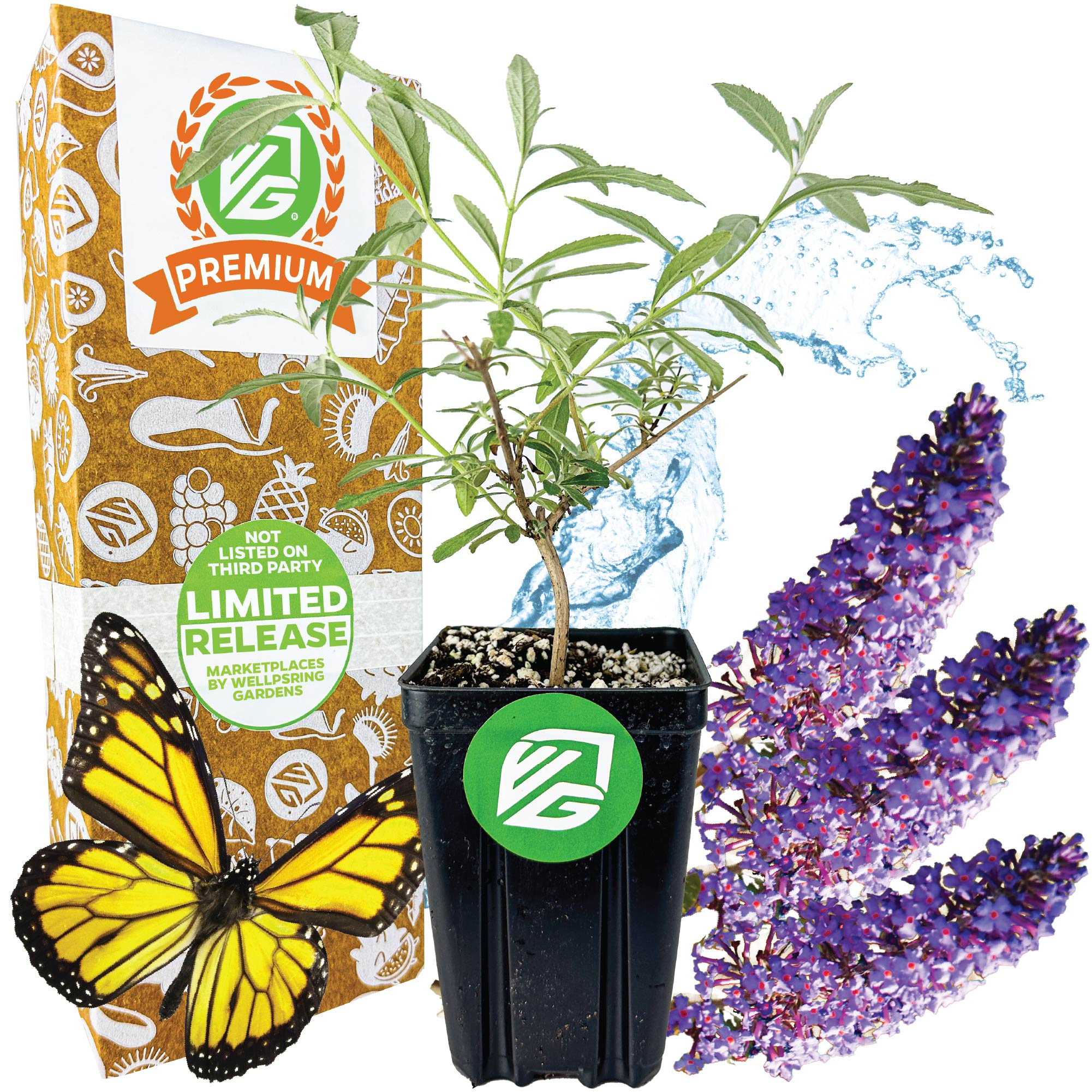 The Wellspring Gardens Nanho Blue Butterfly Bush (Buddleia davidii) is shown with its purple flowers beside a potted green plant, a yellow monarch butterfly, and a decorative box, with water splashes in the background.