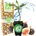 A Violette de Bordeaux Fig (Ficus carica) seedling by Wellspring Gardens is displayed in a small pot with figs, water splash, and a box reading 30 Day Guarantee, Easy to Grow, Non GMO, and ideal for container growing in green and white.