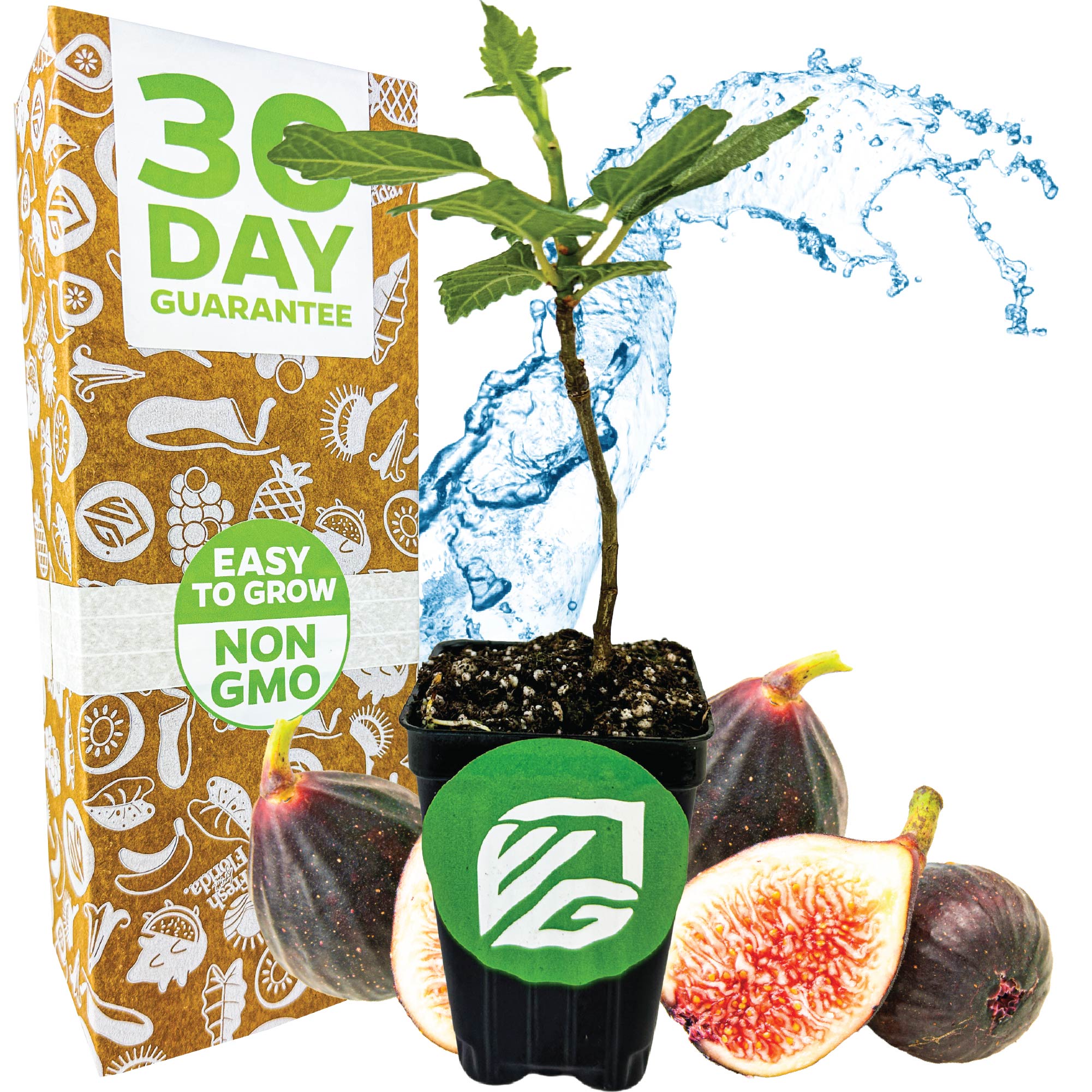 A Violette de Bordeaux Fig (Ficus carica) seedling by Wellspring Gardens is displayed in a small pot with figs, water splash, and a box reading 30 Day Guarantee, Easy to Grow, Non GMO, and ideal for container growing in green and white.