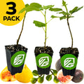 A 3 PACK of Petite Fig Tree seedlings—Bordeaux, Fignomenal, and Yellow Long Neck—from Wellspring Gardens, shown in black pots with green and white labels. Perfect for container gardening.