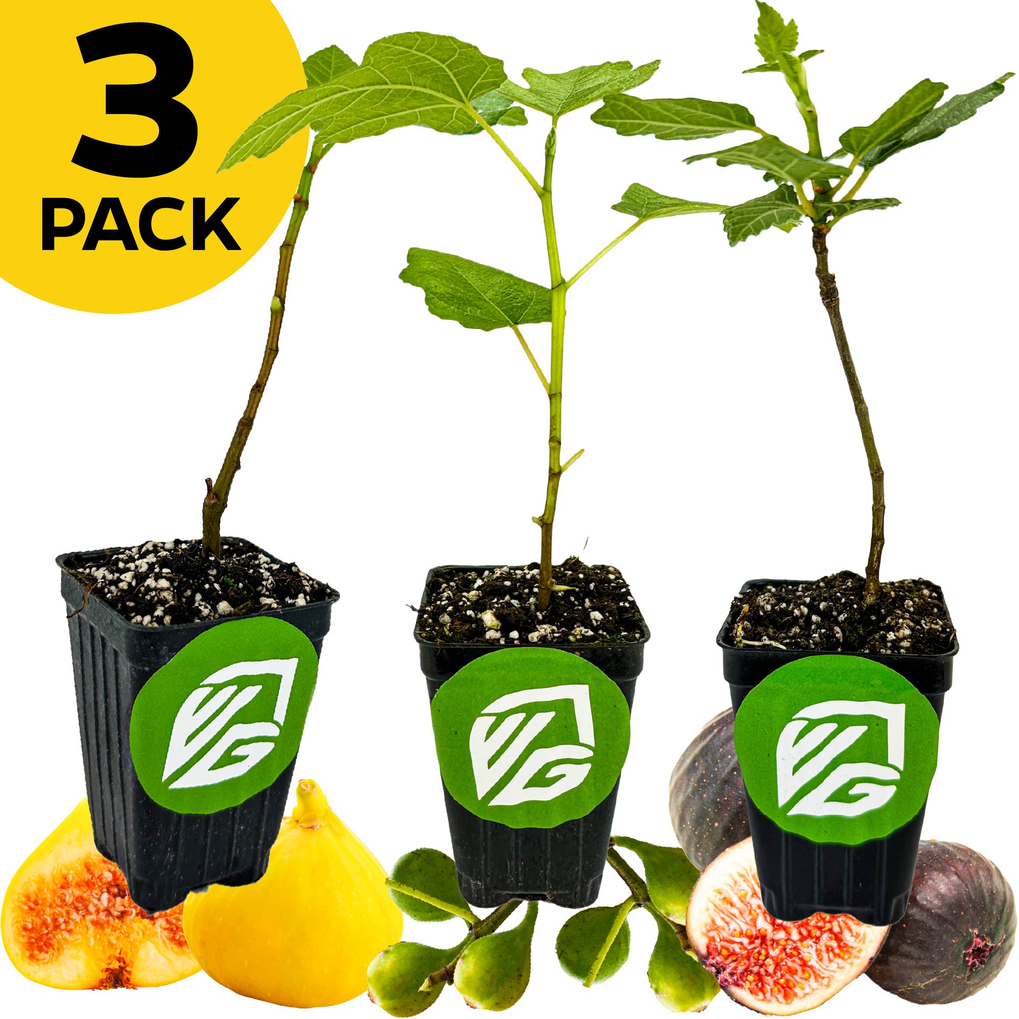 A 3 PACK of Petite Fig Tree seedlings—Bordeaux, Fignomenal, and Yellow Long Neck—from Wellspring Gardens, shown in black pots with green and white labels. Perfect for container gardening.