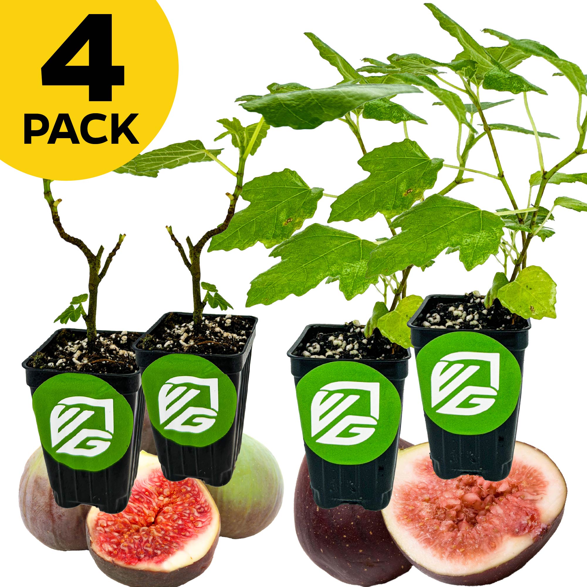 Two Celeste and two Magnolia Sugar Fig plants from Wellspring Gardens sit in black pots with green VG logos, displayed on and around fresh figs. A yellow circle in the top left corner reads "4 PACK" in bold black letters.