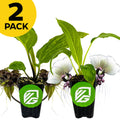 Two potted Bat Plants—one black, one white—from Wellspring Gardens are shown side by side with a 2 Pack label and green VG logos on each pot.