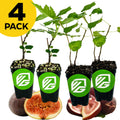 Four Berry Fig plants—2 Brown Turkeys and 2 Beer's Blacks from Wellspring Gardens—in black pots with green VG logos, set before sliced fig fruit. A yellow circle top left reads 4 PACK in bold black text.