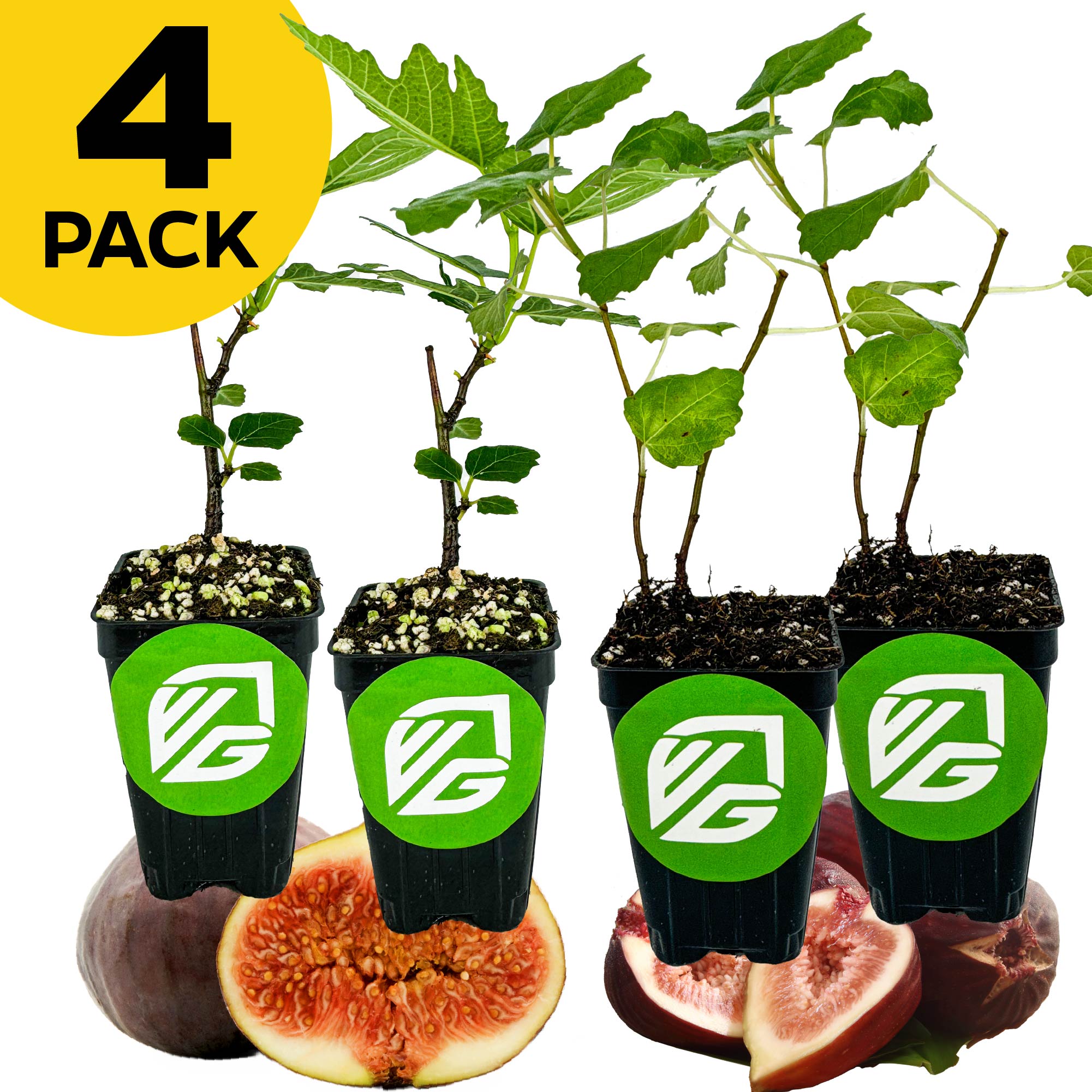 Four Berry Fig plants—2 Brown Turkeys and 2 Beer's Blacks from Wellspring Gardens—in black pots with green VG logos, set before sliced fig fruit. A yellow circle top left reads 4 PACK in bold black text.
