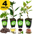 Wellspring Gardens' 4-pack bundle features potted coffee, green tea, yaupon holly, and yerba mate—naturally caffeinated plants with green logo pots. Coffee beans, tea cups/bags, and a "4 Pack" label highlight the energized collection.