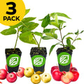 Three young Caribbean cherry tree seedlings from Wellspring Gardens—Barbados, Red Jamaican, and Yellow Jamaican—in black pots with green logos, surrounded by assorted cherries. A yellow circle shows 3 PACK—perfect for expanding your fruit tree collection.