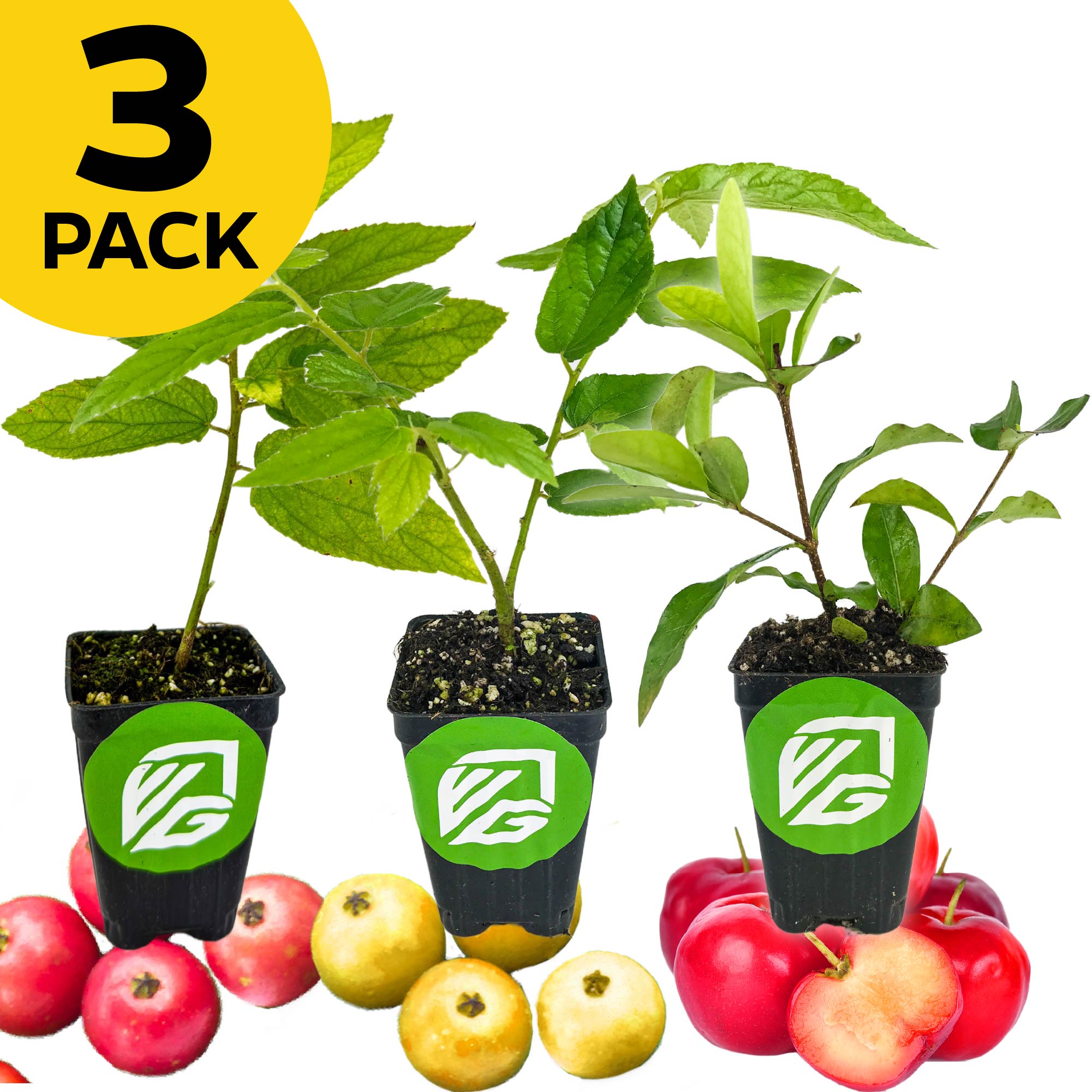 Three young Caribbean cherry tree seedlings from Wellspring Gardens—Barbados, Red Jamaican, and Yellow Jamaican—in black pots with green logos, surrounded by assorted cherries. A yellow circle shows 3 PACK—perfect for expanding your fruit tree collection.