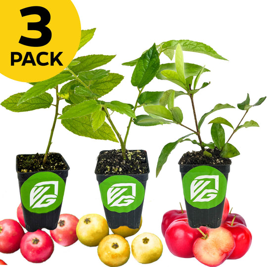 Bundle (3) of Carribbean Cherries: Barbados + Red Jamaican + Yellow Jamaican