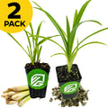 The Wellspring Gardens Bundle (2) of Southeast Asian Spices—Lemon Grass and Pandan—is shown in black pots with green labels, beside fresh and dried lemongrass, with a yellow "2 Pack" label in the top left corner.
