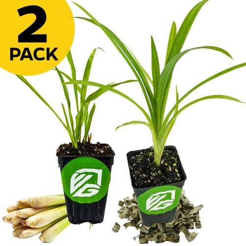 The Wellspring Gardens Bundle (2) of Southeast Asian Spices—Lemon Grass and Pandan—is shown in black pots with green labels, beside fresh and dried lemongrass, with a yellow "2 Pack" label in the top left corner.