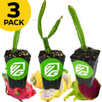 A bundle of three Wellspring Gardens dragon fruit plants (Red, Yellow, Edgar's Baby) in black pots with green VG logos is displayed above red and yellow fruit. A yellow circle at the top left reads “3 PACK” in bold black letters.