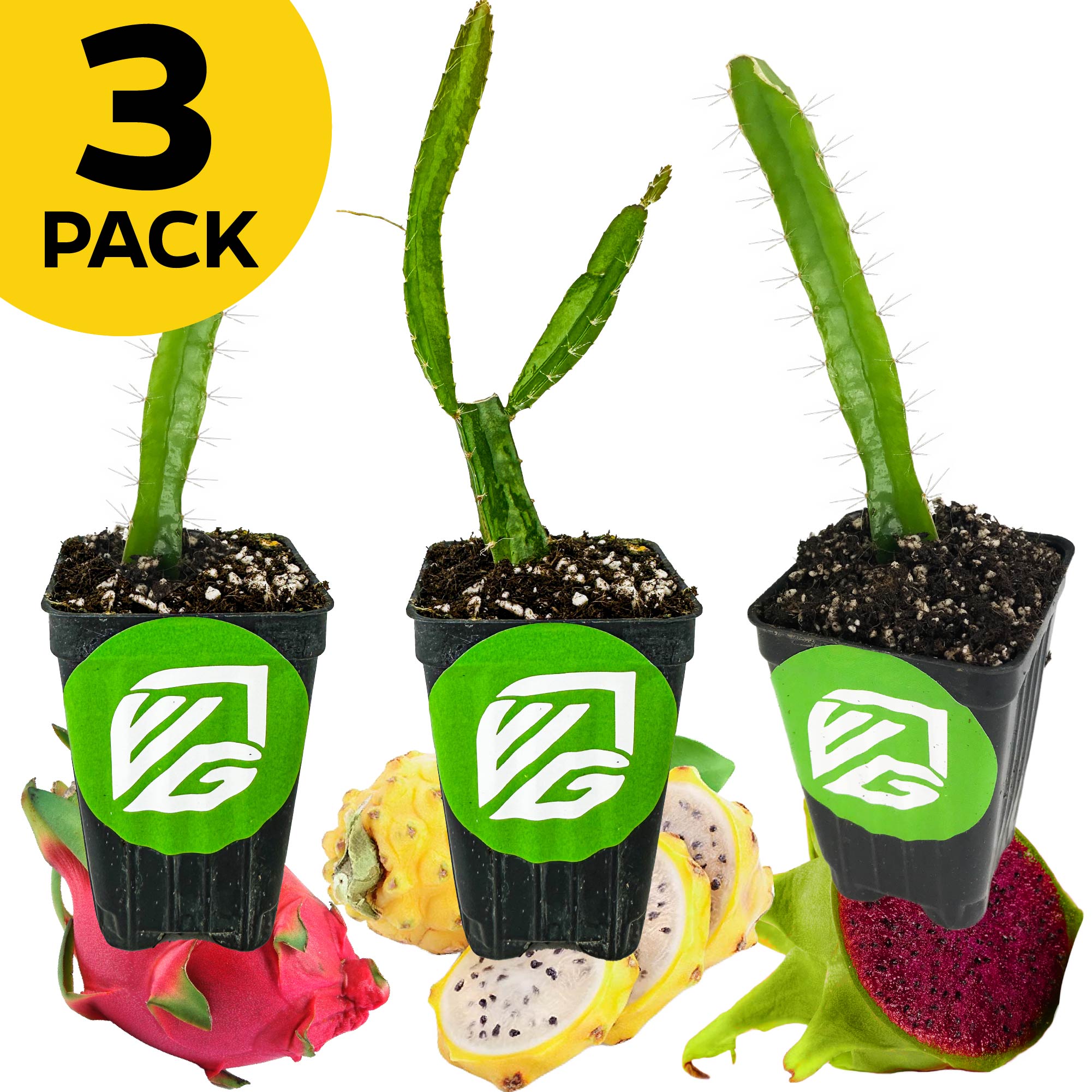 A bundle of three Wellspring Gardens dragon fruit plants (Red, Yellow, Edgar's Baby) in black pots with green VG logos is displayed above red and yellow fruit. A yellow circle at the top left reads “3 PACK” in bold black letters.