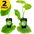 Bundle includes two gigantic Colocasia plants—Jack's Giant and Thailand Giant—from Wellspring Gardens. Each features large green leaves in a black VG-labeled pot. A yellow "2 PACK" badge appears in the top left corner.