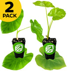 Bundle includes two gigantic Colocasia plants—Jack's Giant and Thailand Giant—from Wellspring Gardens. Each features large green leaves in a black VG-labeled pot. A yellow "2 PACK" badge appears in the top left corner.