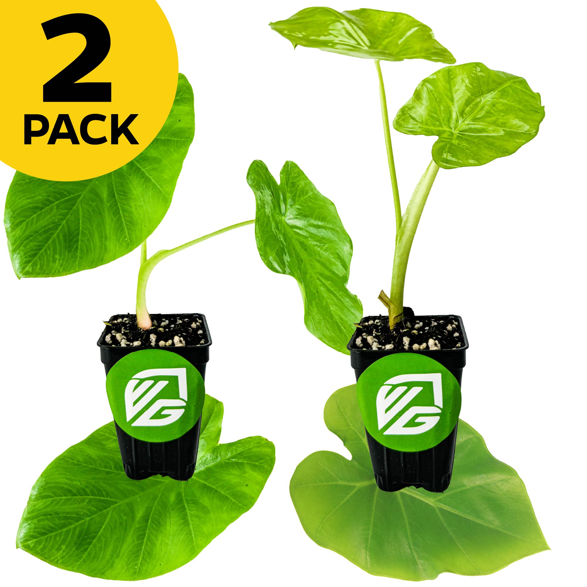 Bundle includes two gigantic Colocasia plants—Jack's Giant and Thailand Giant—from Wellspring Gardens. Each features large green leaves in a black VG-labeled pot. A yellow "2 PACK" badge appears in the top left corner.