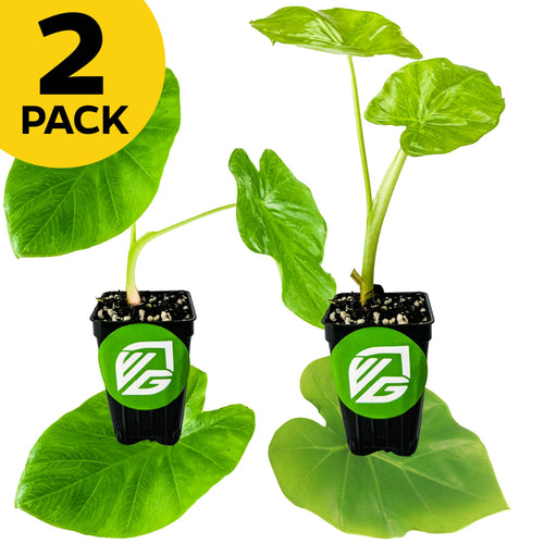 Bundle includes two gigantic Colocasia plants—Jack's Giant and Thailand Giant—from Wellspring Gardens. Each features large green leaves in a black VG-labeled pot. A yellow "2 PACK" badge appears in the top left corner.