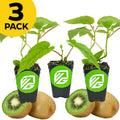 Three small Wellspring Gardens kiwi plants—2 Vincent (Female) and 1 Tomuri (Male)—in black pots with green VG logos, each beside whole and sliced kiwis. A yellow circle at the top left reads 3 PACK.