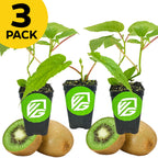 Three small Wellspring Gardens kiwi plants—2 Vincent (Female) and 1 Tomuri (Male)—in black pots with green VG logos, each beside whole and sliced kiwis. A yellow circle at the top left reads 3 PACK.