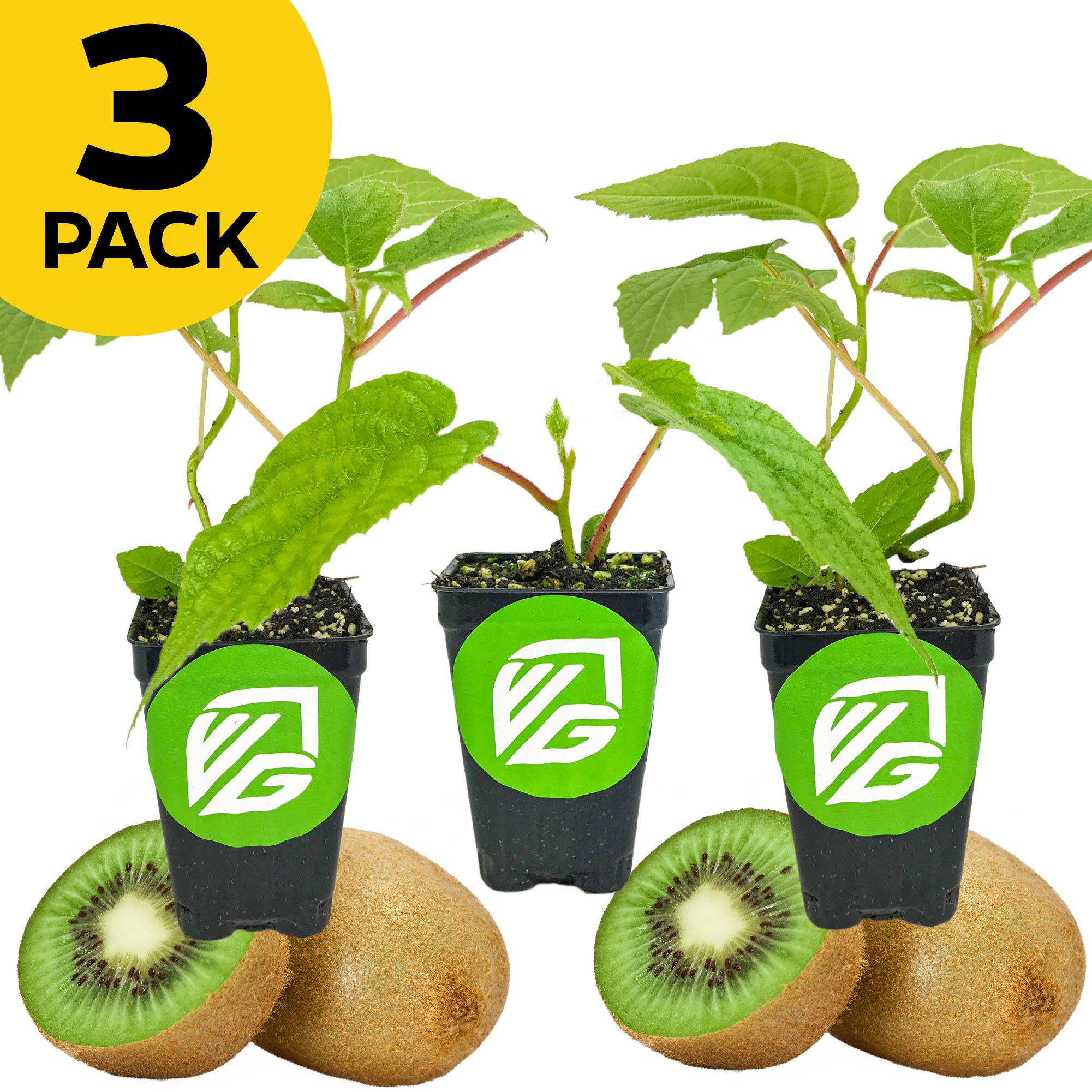 Three small Wellspring Gardens kiwi plants—2 Vincent (Female) and 1 Tomuri (Male)—in black pots with green VG logos, each beside whole and sliced kiwis. A yellow circle at the top left reads 3 PACK.