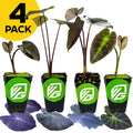 Four potted Black Colocasias—Beauty, Coral, Magic, and Ruffles—from Wellspring Gardens are arranged in a row. Each features a green and white logo and a yellow "4 PACK" label.