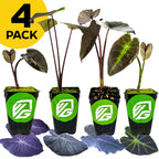 Four potted Black Colocasias—Beauty, Coral, Magic, and Ruffles—from Wellspring Gardens are arranged in a row. Each features a green and white logo and a yellow "4 PACK" label.